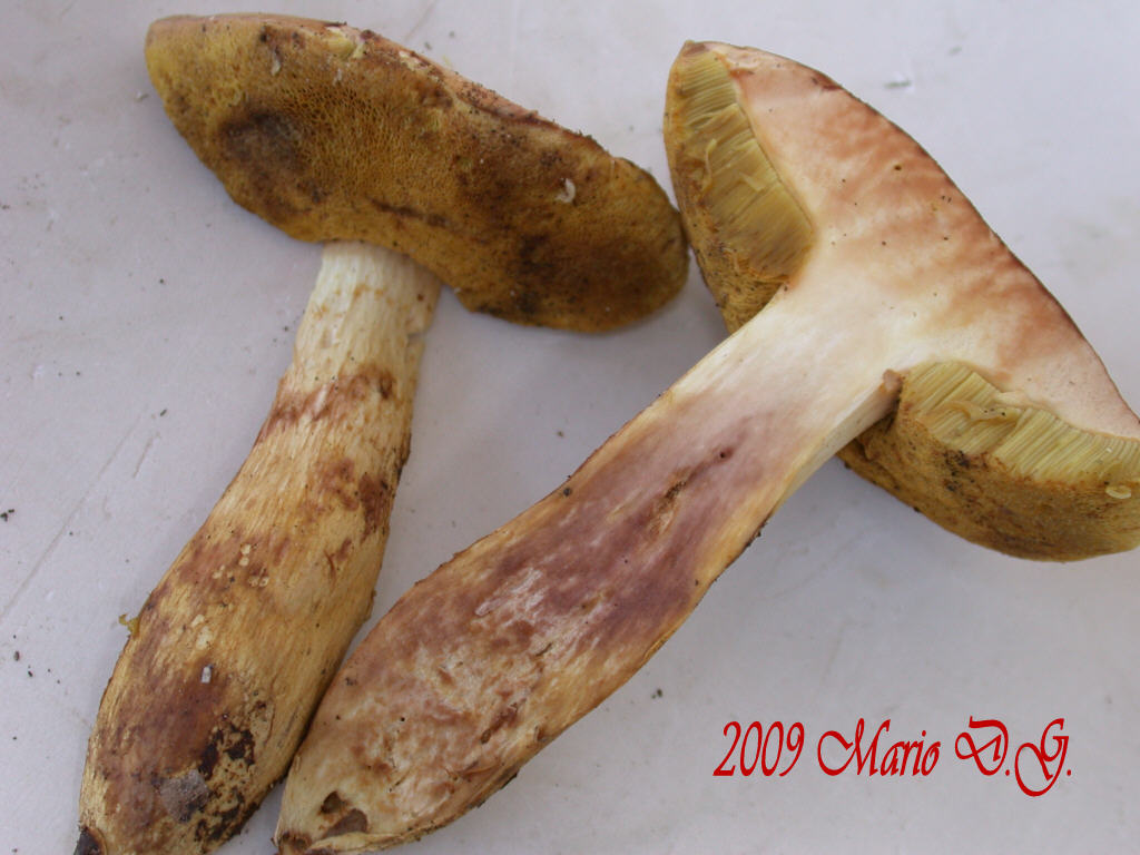 Boletus da determinare >>> n�4